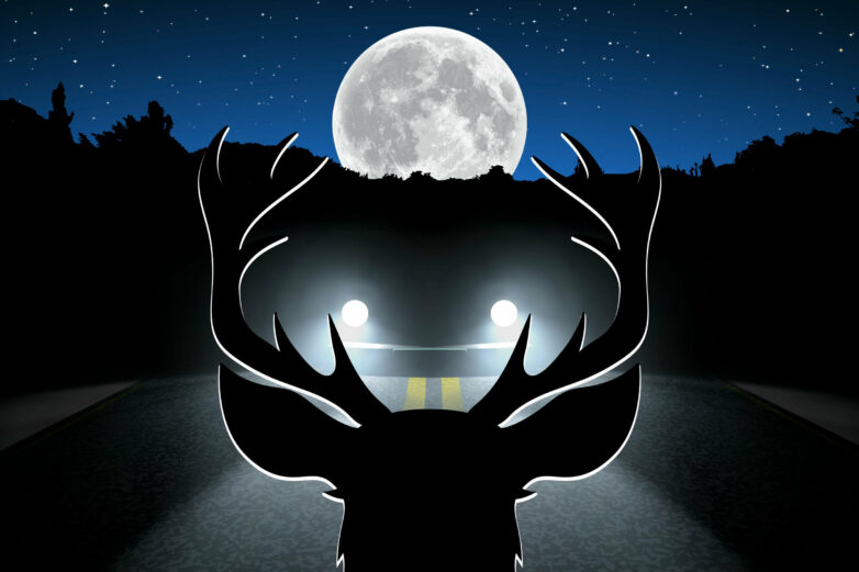 Full moon hazard: 50% rise in wildlife vehicle collisions during ...