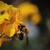 Gardens prevent pollinators from starving when farmland nectar is ...