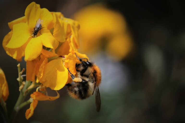 Gardens prevent pollinators from starving when farmland nectar is ...