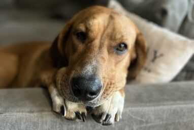 Gazing at your dog can connect your brains, research suggests