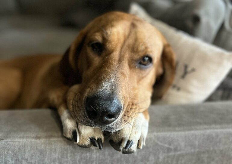 Gazing at your dog can connect your brains, research suggests