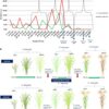 Frontiers | Capturing Genetic Variability and Identification of ...