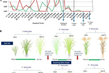 Frontiers | Capturing Genetic Variability and Identification of ...