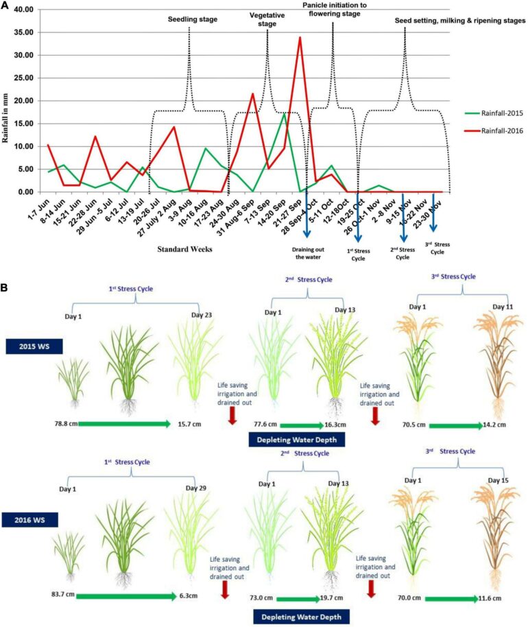 Frontiers | Capturing Genetic Variability and Identification of ...