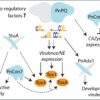 Genetic mechanism unlocks a key secret behind disease infection in ...