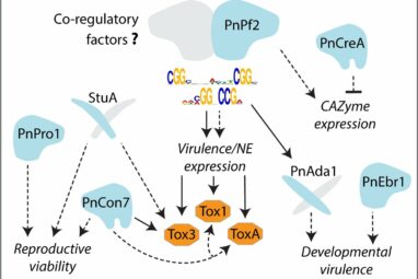 Genetic mechanism unlocks a key secret behind disease infection in ...