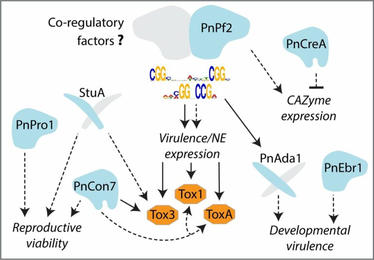 Genetic mechanism unlocks a key secret behind disease infection in ...