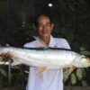 Giant fish thought to be extinct is spotted in the Mekong River