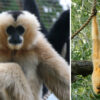 Gibbon dances provide model to investigate the use of gestural ...