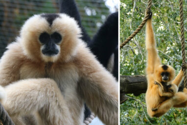 Gibbon dances provide model to investigate the use of gestural ...