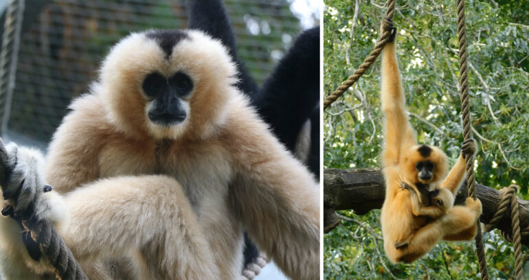 Gibbon dances provide model to investigate the use of gestural ...