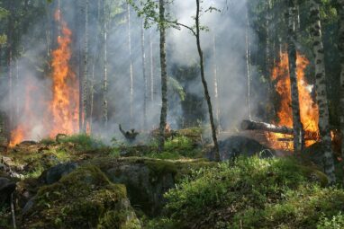 Global CO₂ emissions from forest fires have increased by 60% since ...