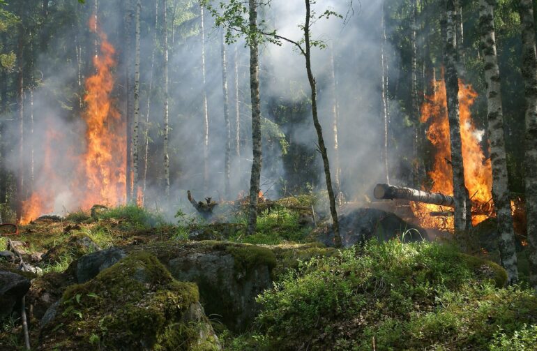 Global CO₂ emissions from forest fires have increased by 60% since ...