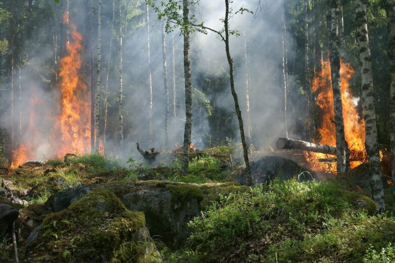 Global CO₂ emissions from forest fires have increased by 60% since ...