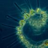 Global fleet of undersea robots reveals the phytoplankton hidden ...