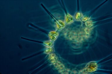 Global fleet of undersea robots reveals the phytoplankton hidden ...