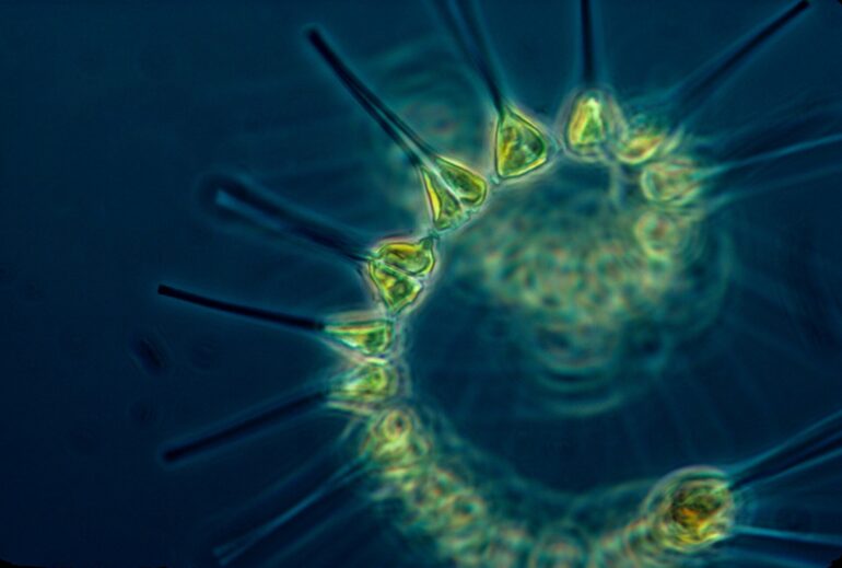 Global fleet of undersea robots reveals the phytoplankton hidden ...