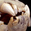 Hidden in the teeth: DNA study finds these 19th century lions ...