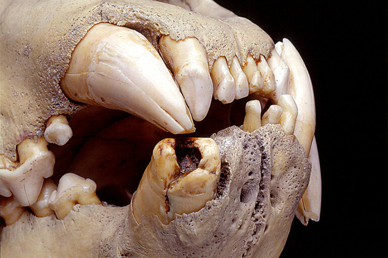 Hidden in the teeth: DNA study finds these 19th century lions ...