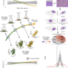 Investigating higher-order interactions in single-cell data with ...