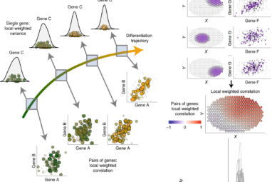 Investigating higher-order interactions in single-cell data with ...