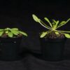 How plants compete for light: Researchers discover new mechanism ...