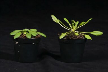 How plants compete for light: Researchers discover new mechanism ...