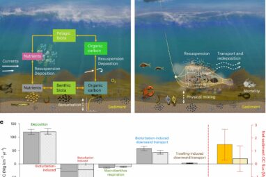 Intensive fishing on the seabed increases the release of carbon ...