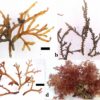 Invasive seaweed may better adapt to changes than native species ...