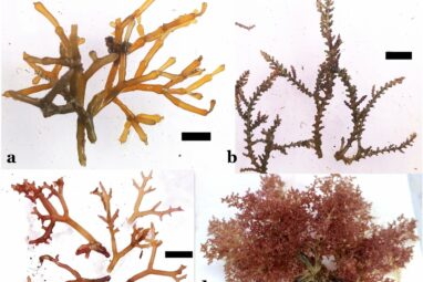 Invasive seaweed may better adapt to changes than native species ...