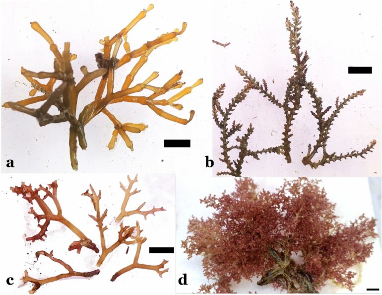 Invasive seaweed may better adapt to changes than native species ...