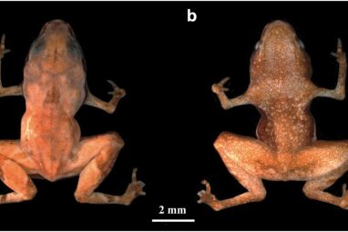 Less than 7 mm in length, this Atlantic Rainforest flea toad is ...