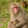 Macaques give birth more easily than women: Study finds no ...