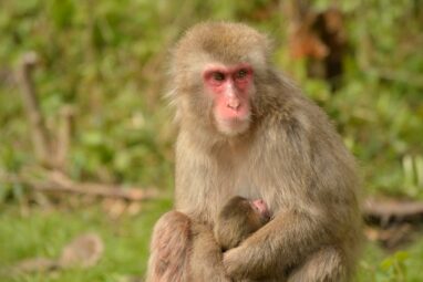 Macaques give birth more easily than women: Study finds no ...