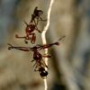 Male stalk-eyed flies with short eyestalks are less attractive to ...