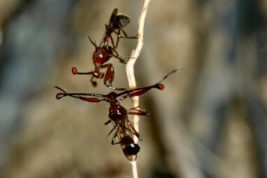 Male stalk-eyed flies with short eyestalks are less attractive to ...