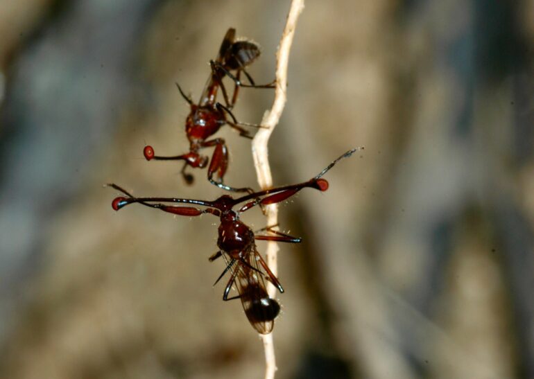 Male stalk-eyed flies with short eyestalks are less attractive to ...