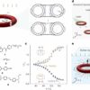 Soft robotics redefined: Meet the light-driven toroidal micro ...