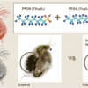 Microplastics and PFAS: Daphnia study finds combined impact ...