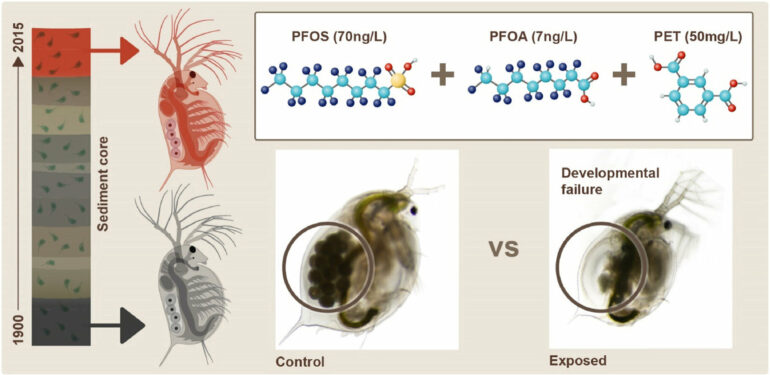 Microplastics and PFAS: Daphnia study finds combined impact ...