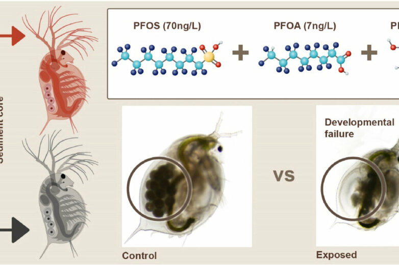 Microplastics and PFAS: Daphnia study finds combined impact ...