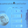 microRNA: What is microRNA? All about Victor Ambros and Gary ...