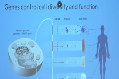 microRNA: What is microRNA? All about Victor Ambros and Gary ...