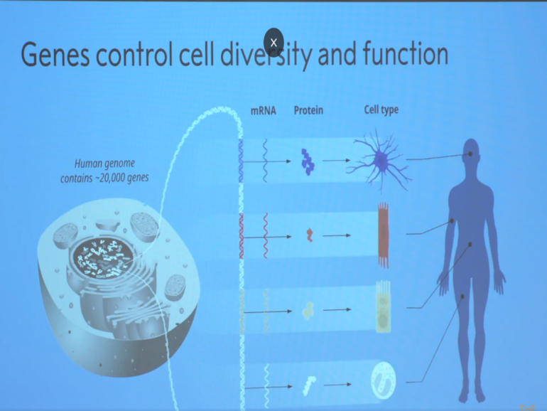 microRNA: What is microRNA? All about Victor Ambros and Gary ...