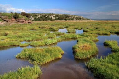 Modeling study shows that marshes provide cost-effective coastal ...