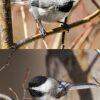 Mountain chickadees songs provide real-time evidence for Darwin's ...