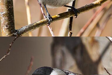 Mountain chickadees songs provide real-time evidence for Darwin's ...