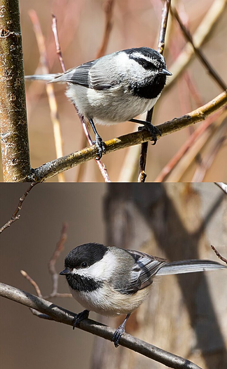 Mountain chickadees songs provide real-time evidence for Darwin's ...