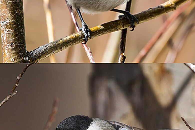 Mountain chickadees songs provide real-time evidence for Darwin's ...