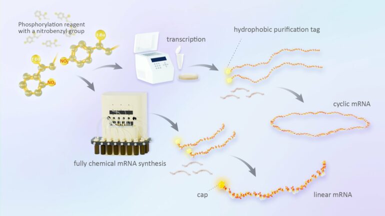 mRNA vaccines for disease outbreaks can be synthesized in less ...